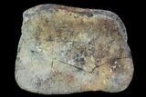 Hadrosaur Foot Bone - Alberta (Disposition #-) #100535-1